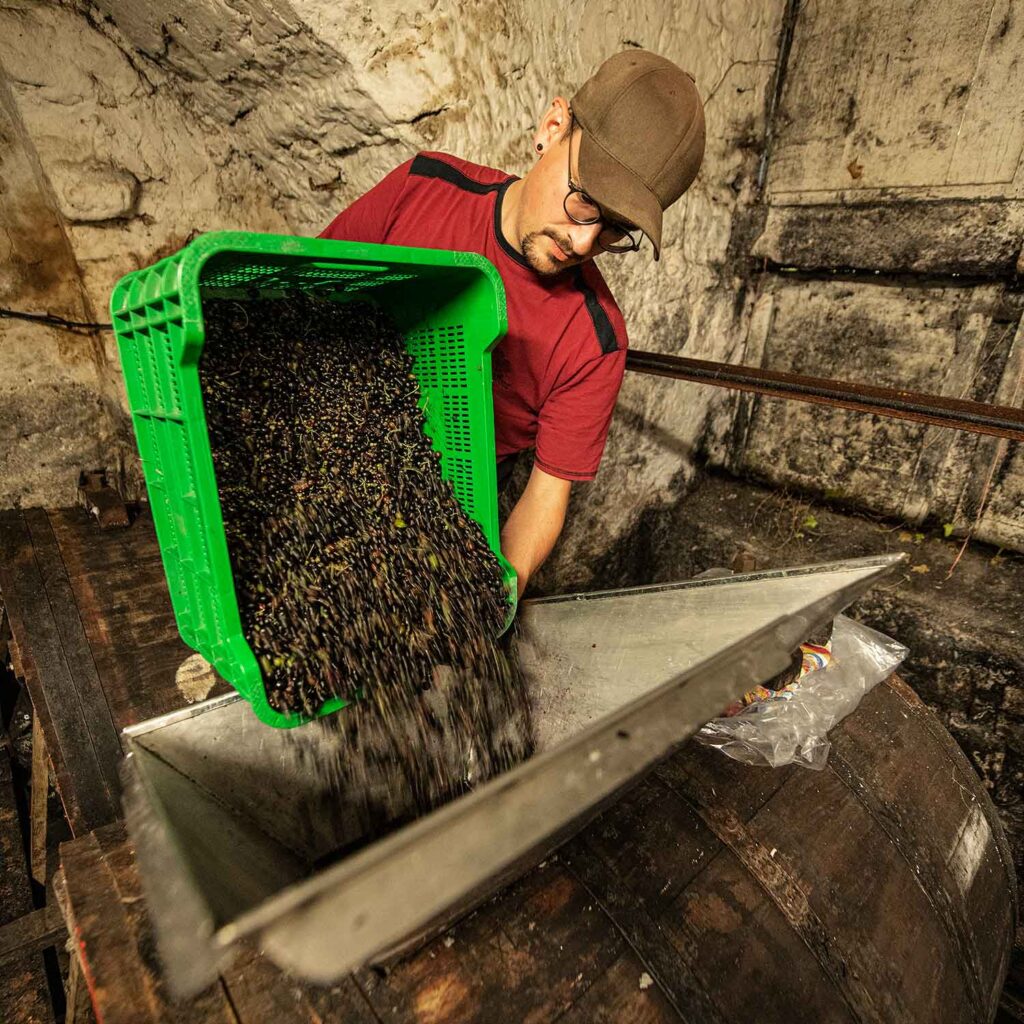 Johannisbeeren in die Kelter