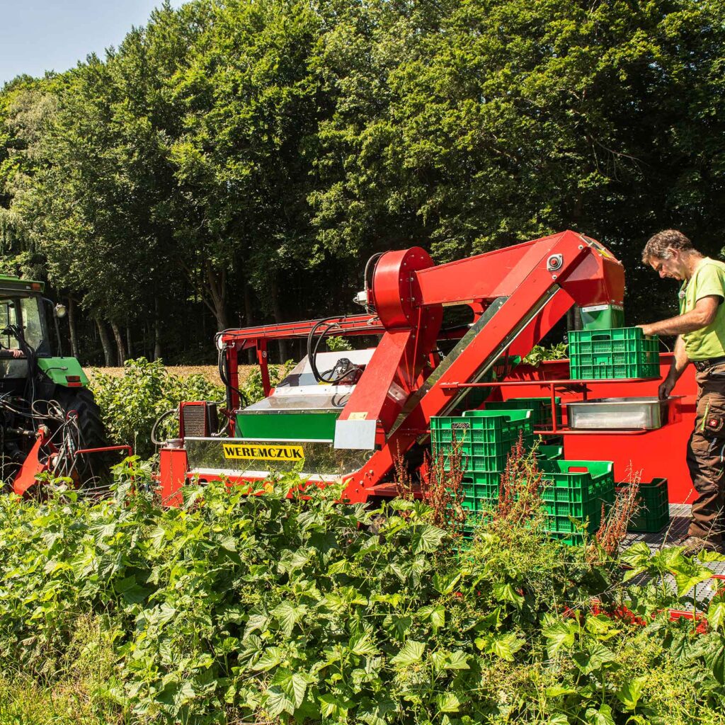Johannisbeeren-Ernte