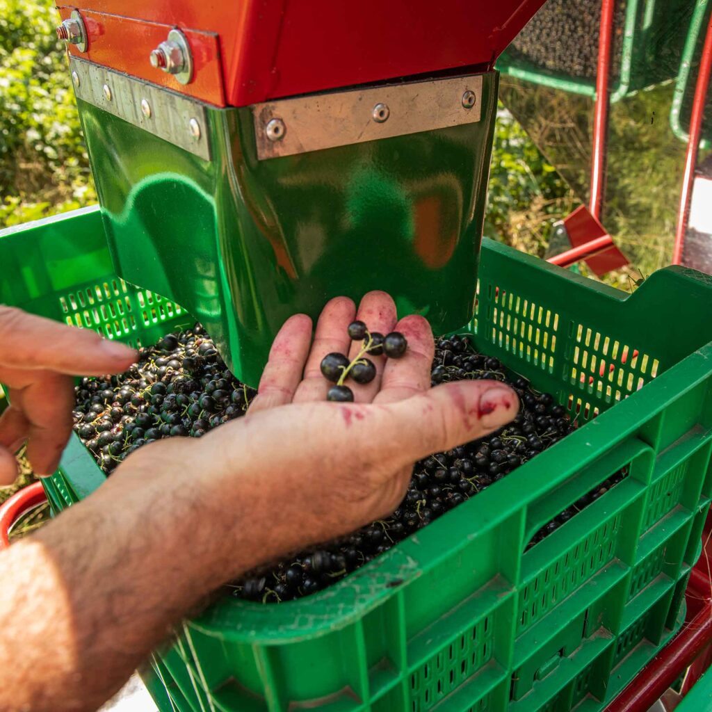 Schwarze Johannisbeeren bei der Ernte