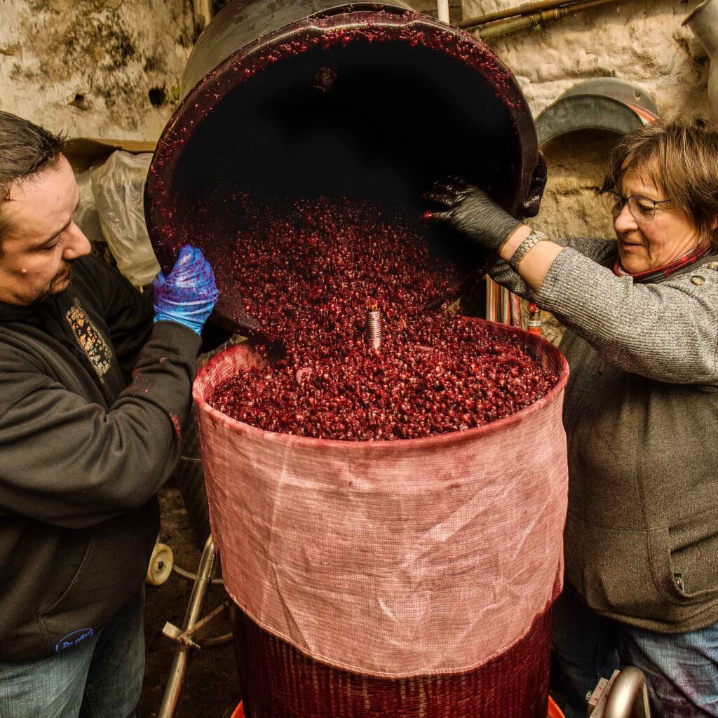 Schwarze Johannisbeeren zum Abseihen