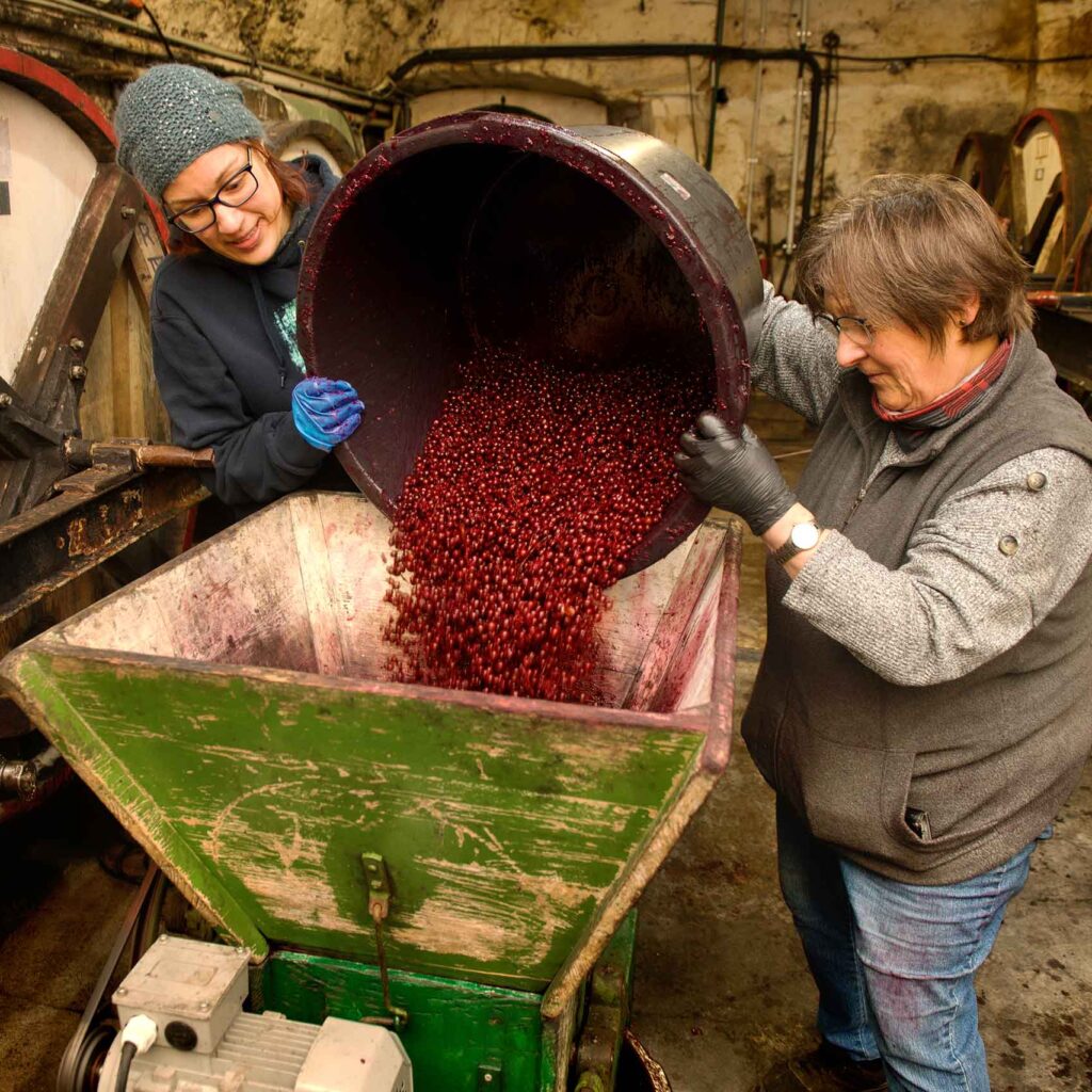 Schwarze Johannisbeeren in die Kelter