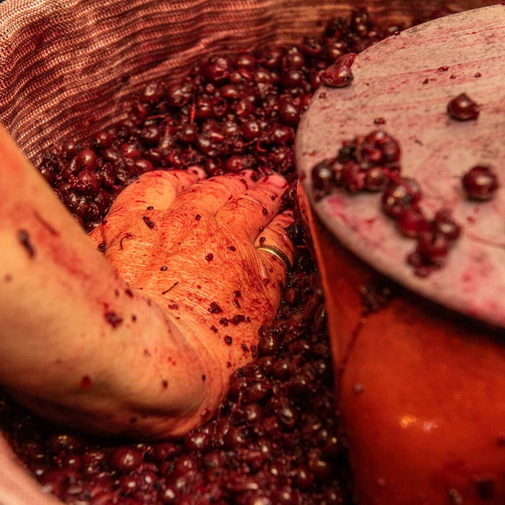 gepresste schwarze Johannisbeeren