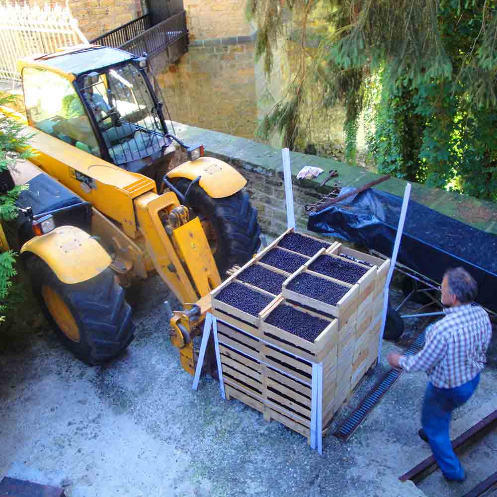Transport der geernteten Johannisbeeren